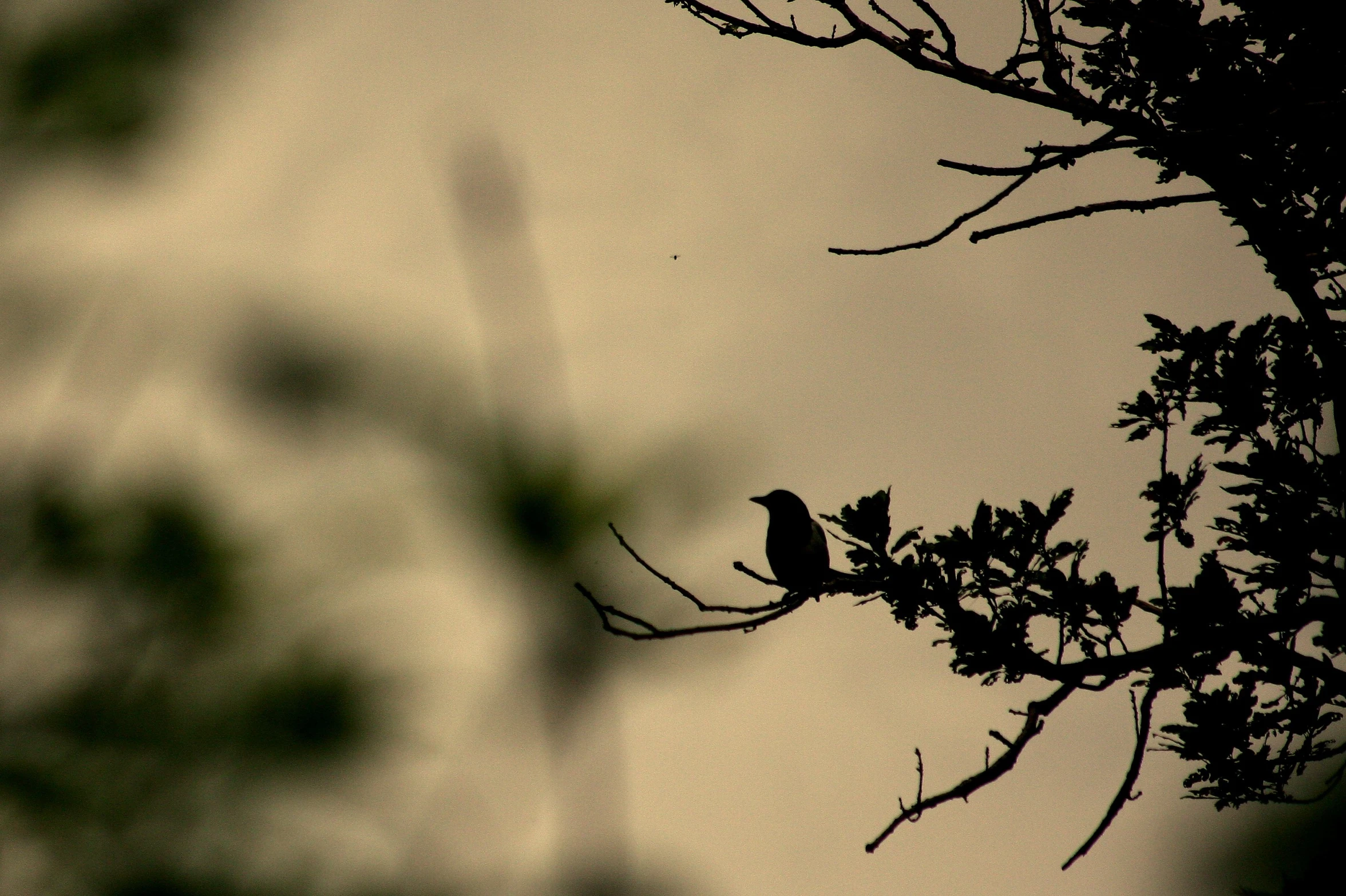 a bird perched on a tree nch with the back lighting