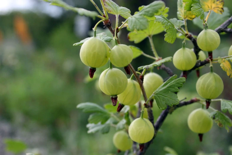 berries hanging from tree nches with green leaves