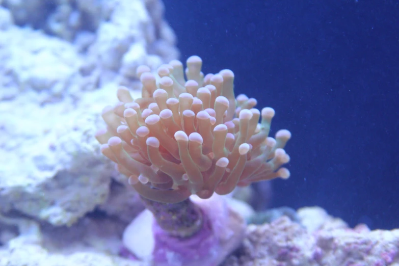 a red and white coral that is next to some rocks