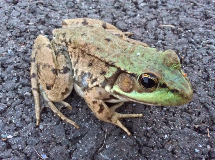 a frog sits on the ground and has brown and black spots on its body
