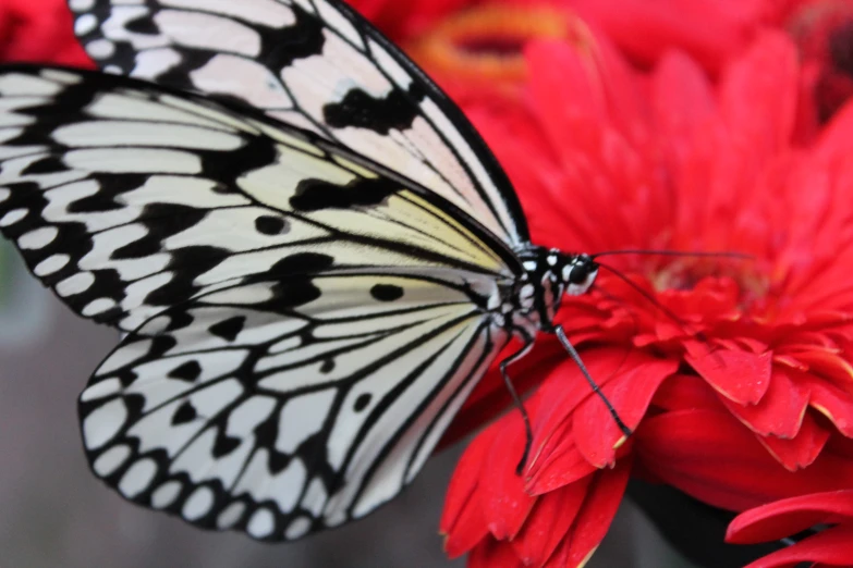 a large erfly resting on top of a red flower