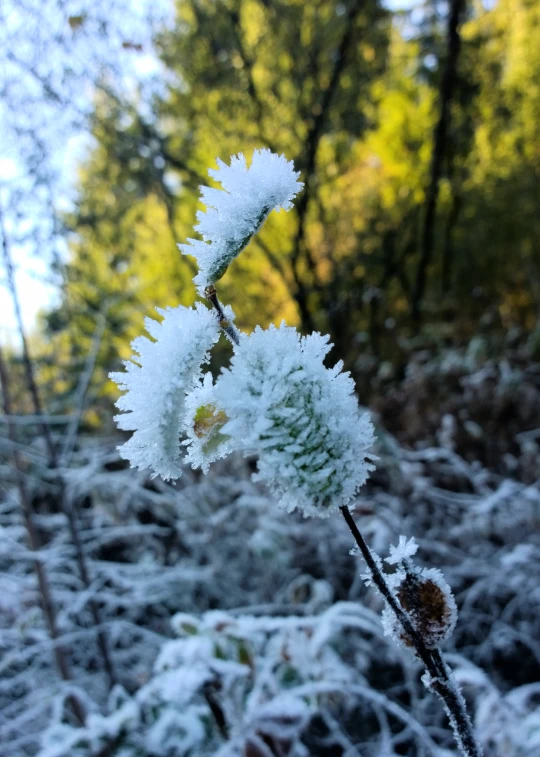 the tree leaves are covered in snow in the woods