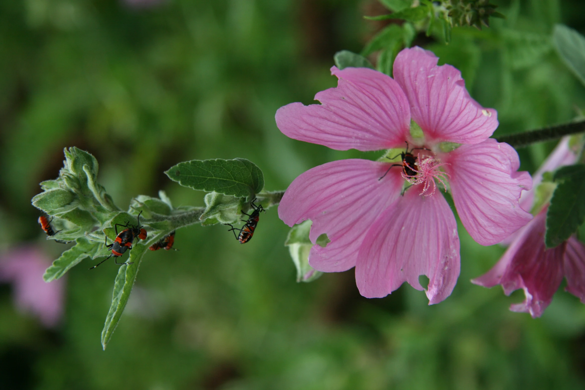 some pink flowers and green leaves with ladybugs on them