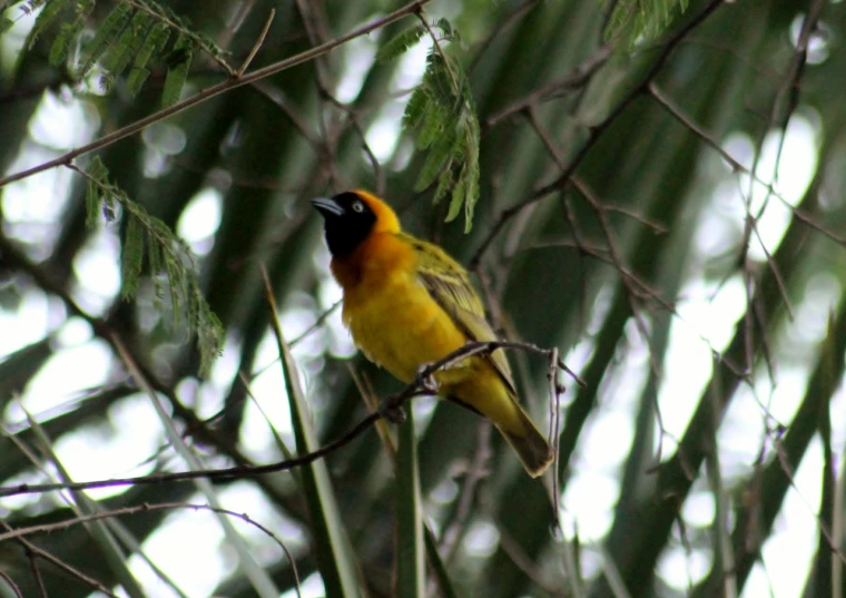 a yellow bird sits on a tree nch