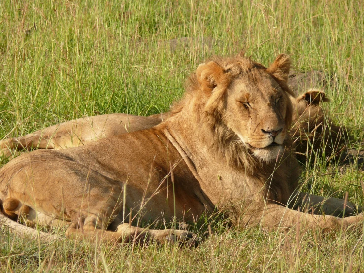 there is a lion sitting in the grass