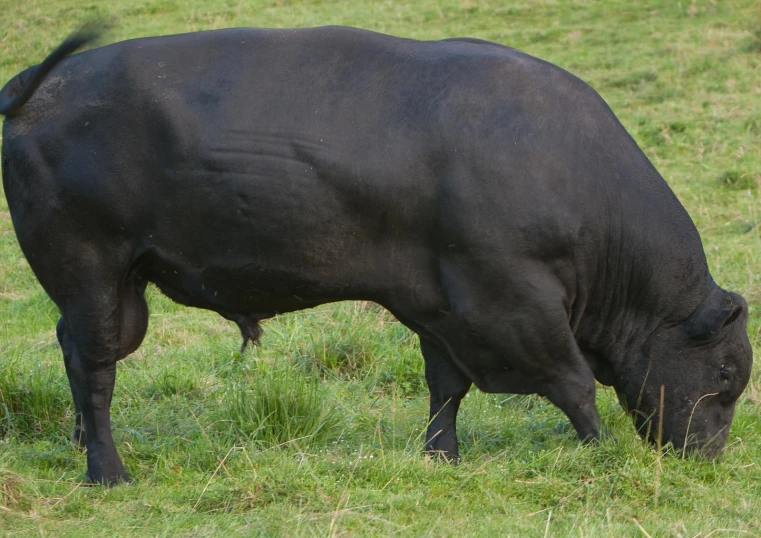 the black cow has his head down to eat grass