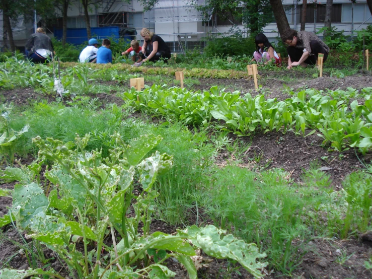 people working in a garden next to a building