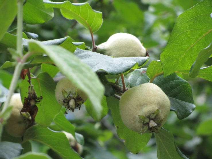 some leaves and nches with small fruit hanging on them