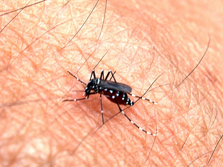 the mosquito is standing on the arm of a persons arm