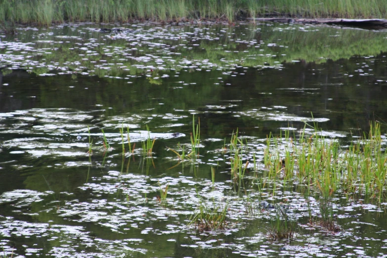 the bird is standing on a rock in a shallow pond