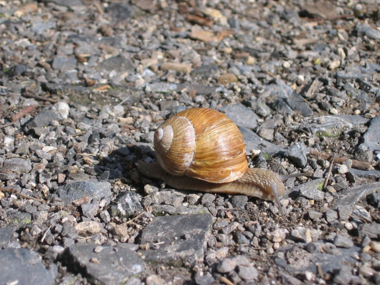 there is a snail walking across a street