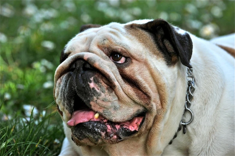 a brown and white bulldog laying in grass