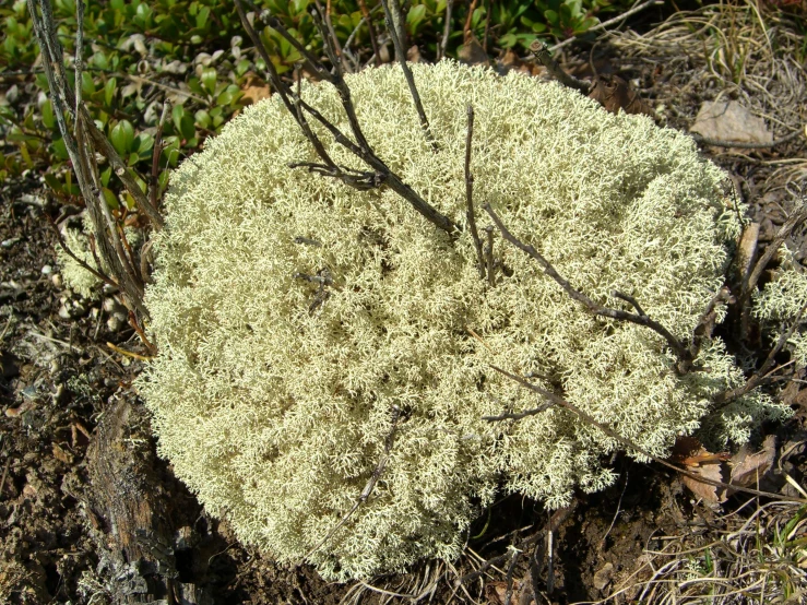 a lichen on the ground is covered in dirt