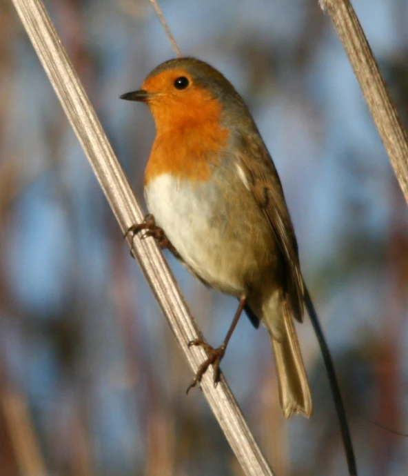 a bird perched on a twig outside