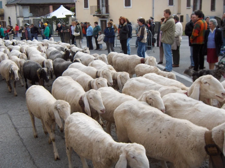 a large herd of sheep walking down a road next to a crowd of people