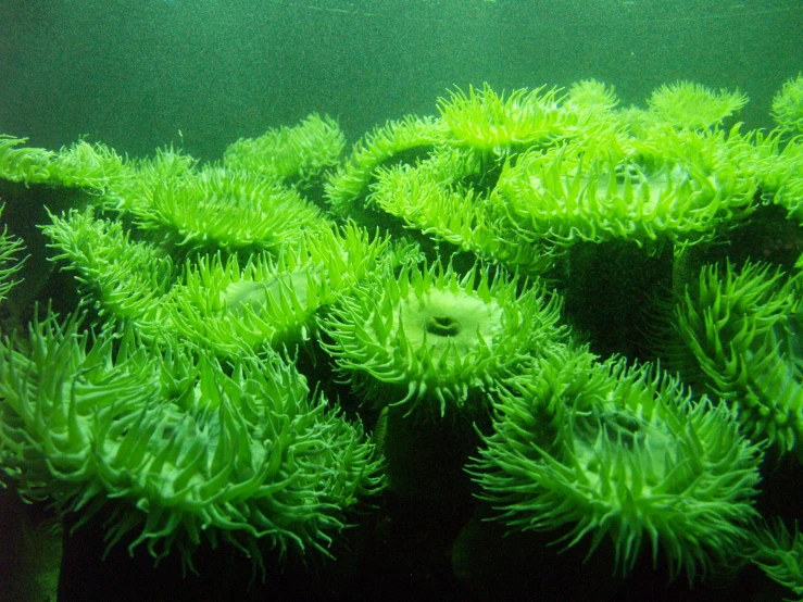 a sea anemone growing in the water near the surface