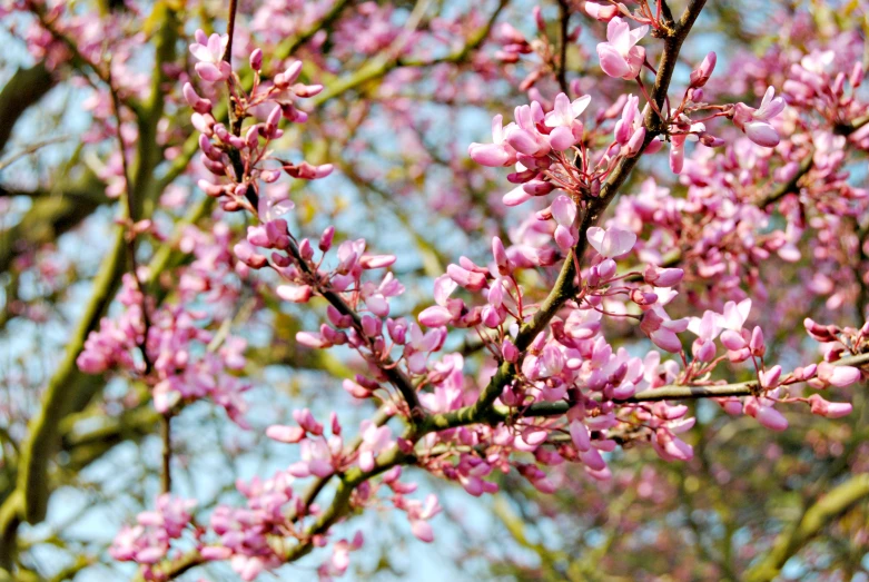 the nch of a pink flowering tree is shown