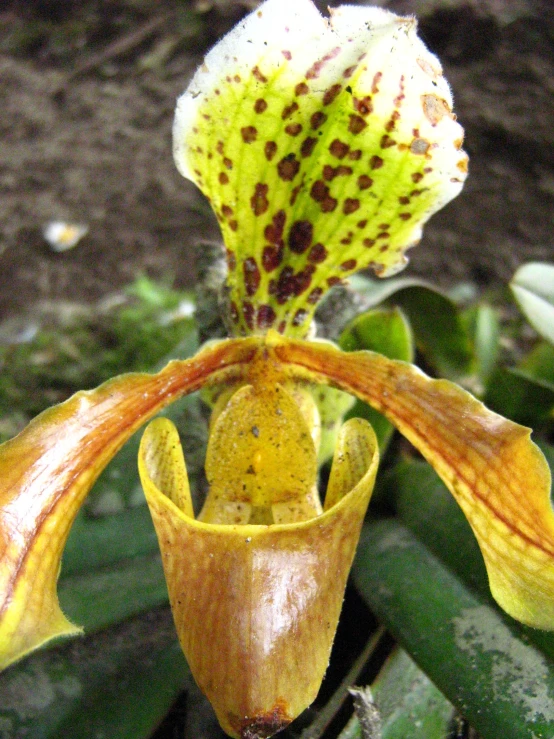 a plant with two pitchers with white and brown markings