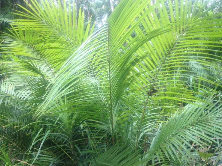 a palm tree leaves are seen in this image