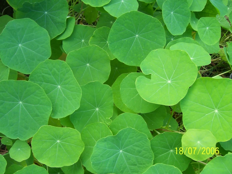 several green leaf covered plants, leaves in the foreground