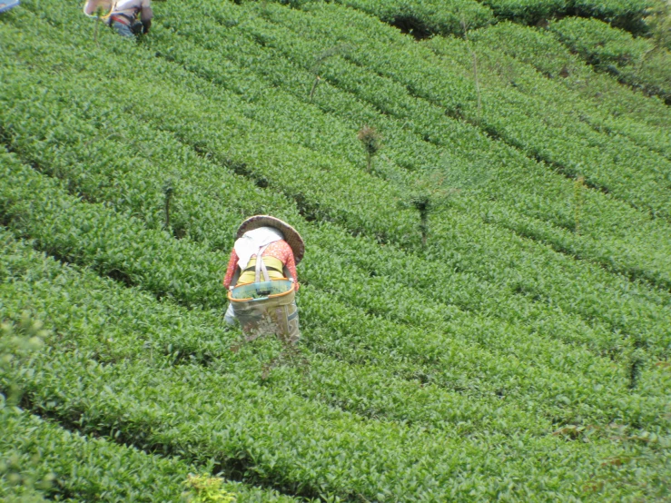 a woman walking in a field with green grass