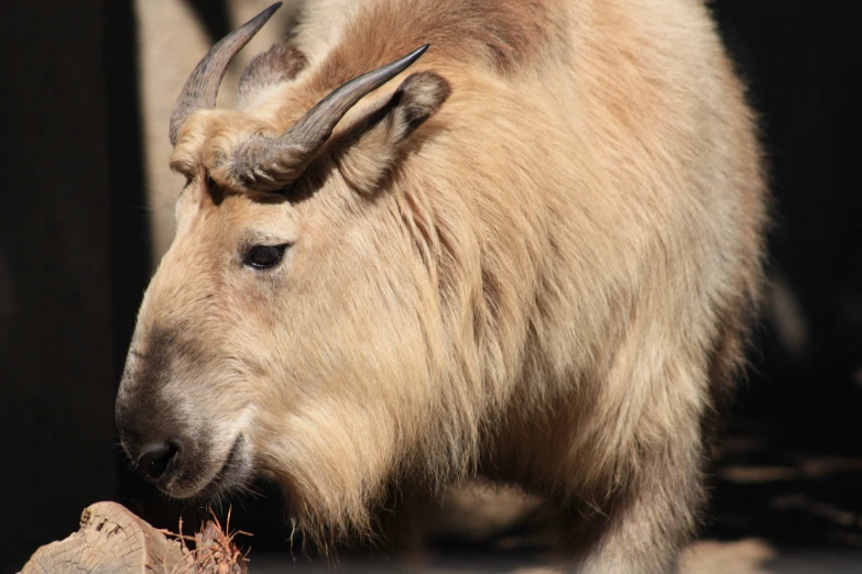 close up of a brown horned animal standing near a tree