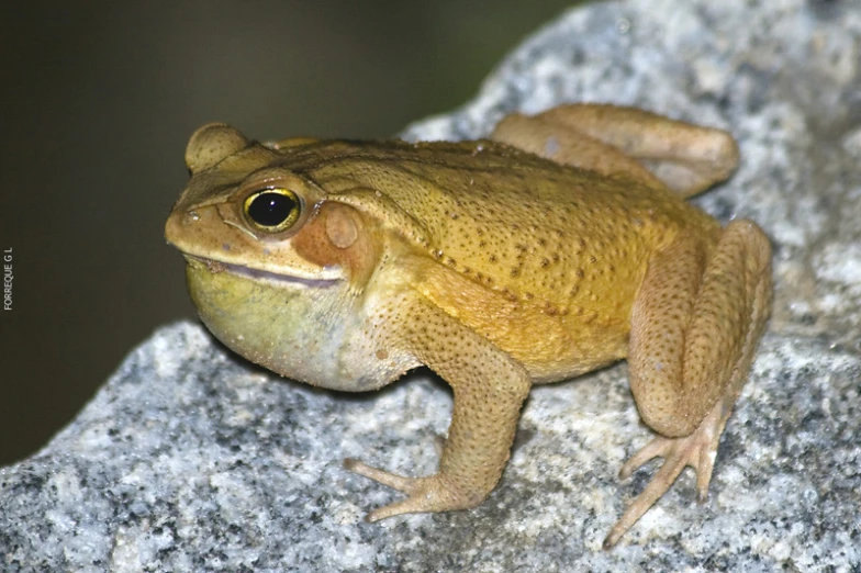 a close up of a frog on a rock