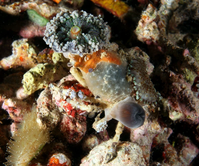 a close up of sea urchin on corals with sponge on it