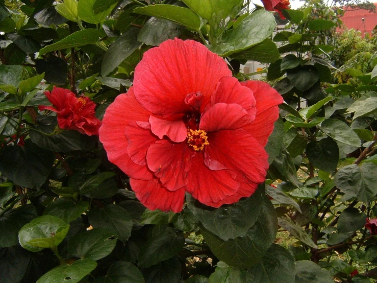 large red flowers growing in front of green foliage