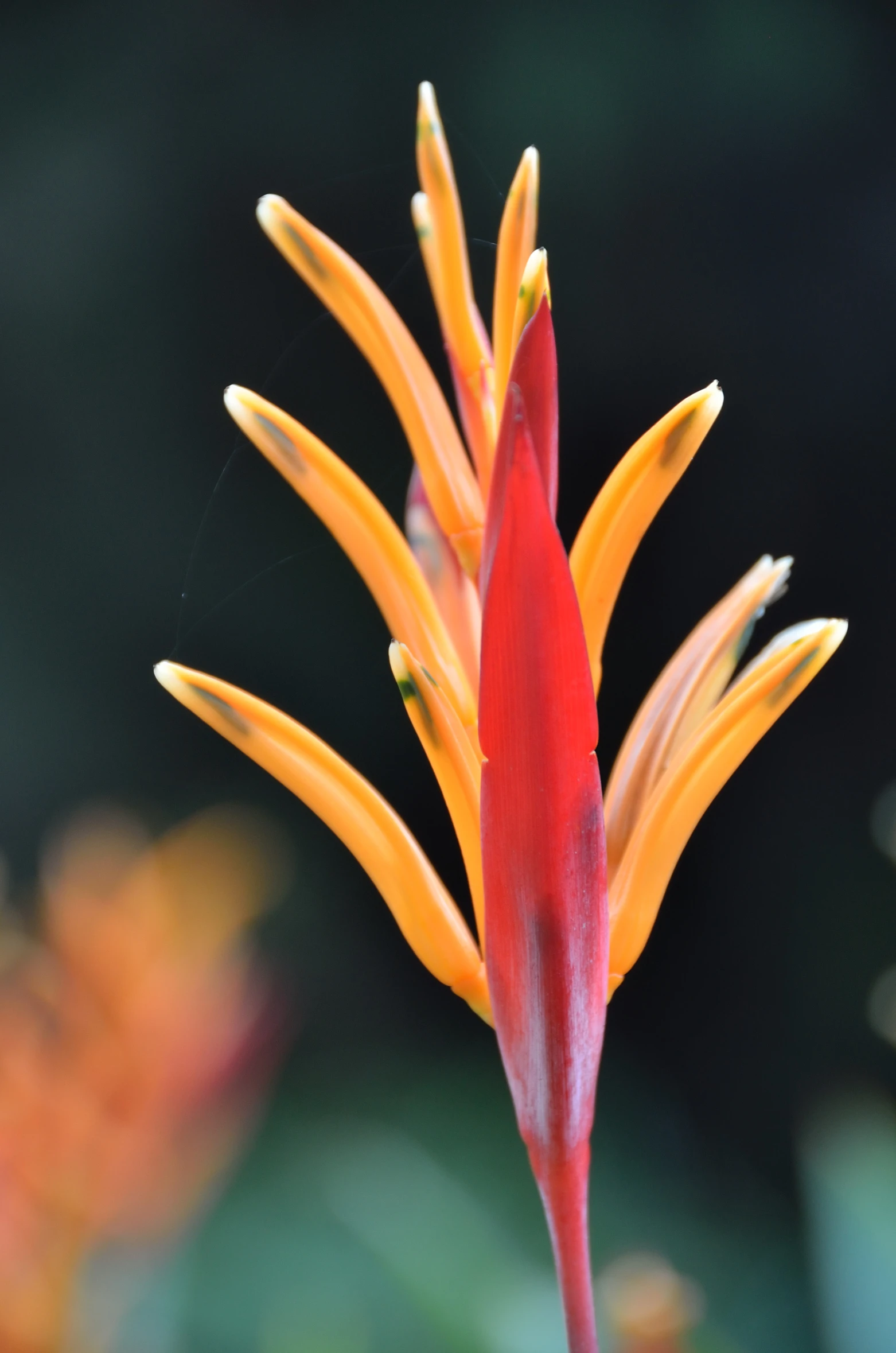 an orange and yellow flower that is blooming