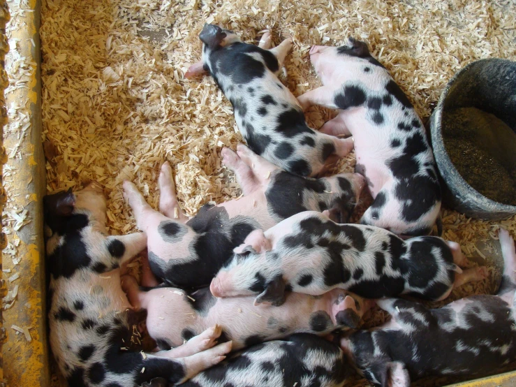 many small black and white puppies laying on their back