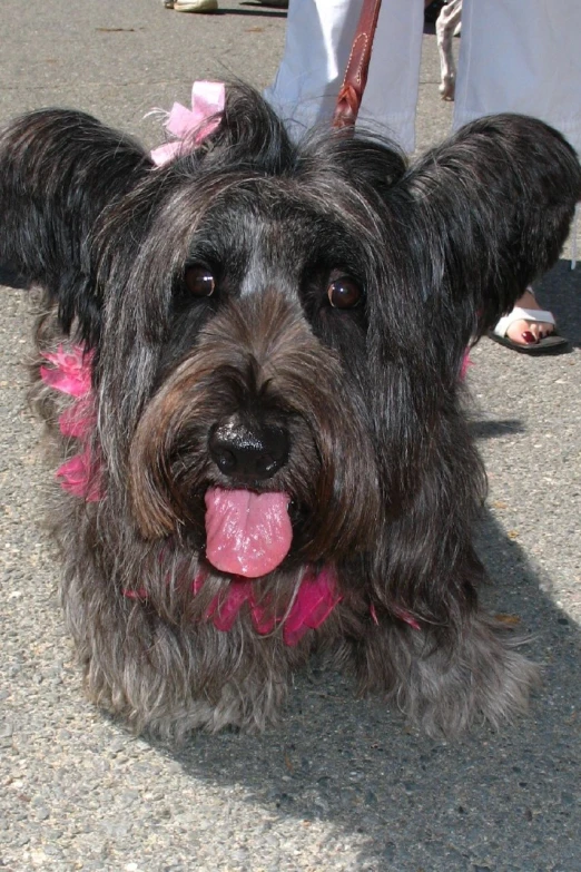 a dog has its nose up while wearing pink ears