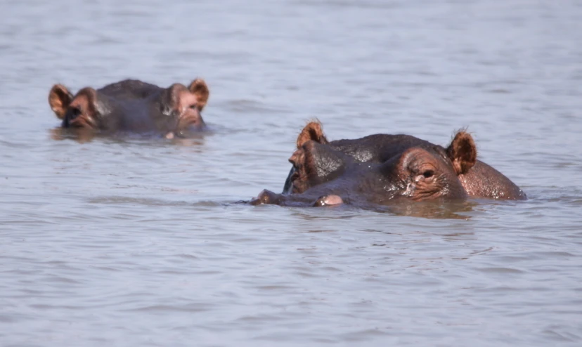 a couple of hippopos walking in some water