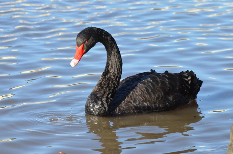 a large black bird sitting in the water