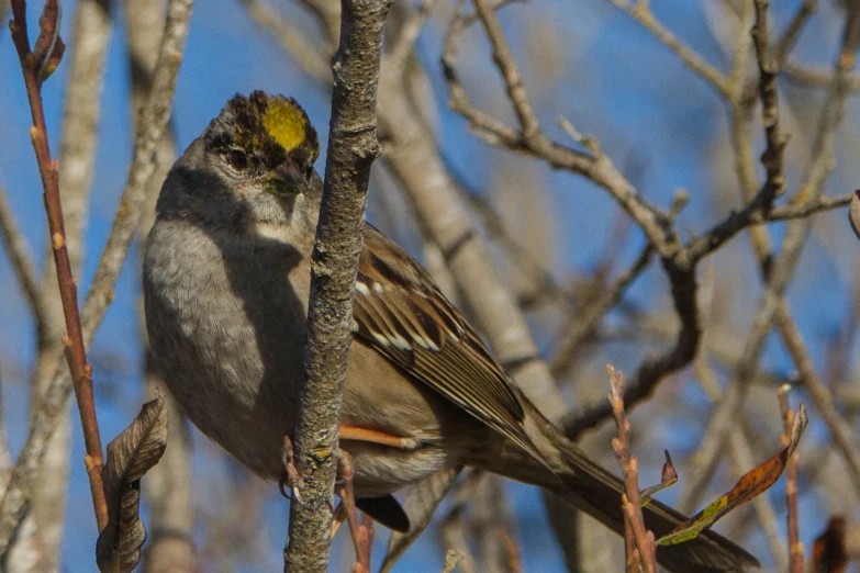 a small bird sitting in the middle of a bare tree