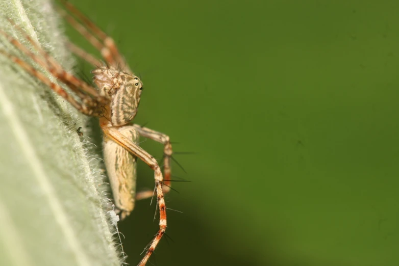 a brown and white spider sitting on a leaf