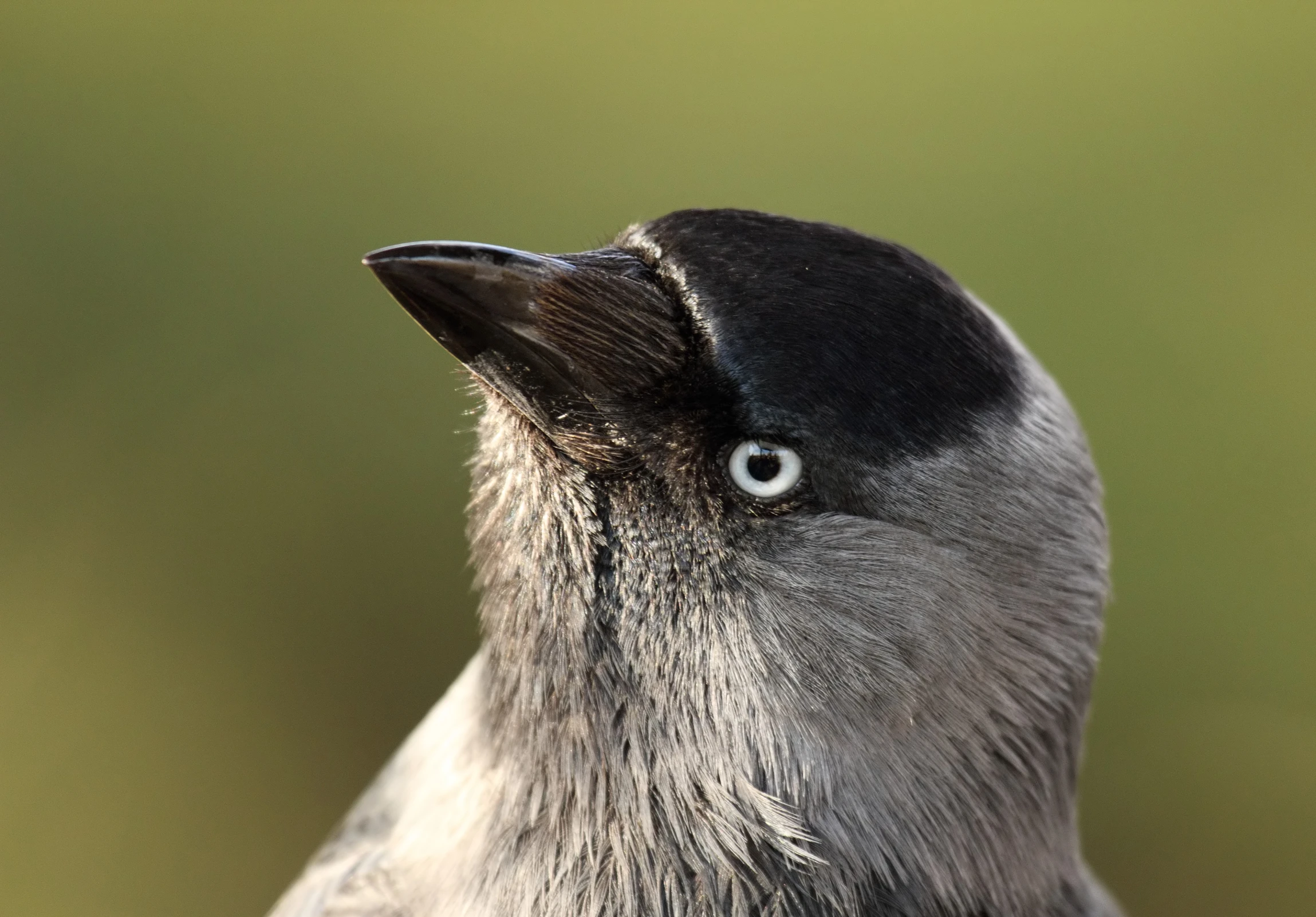 a close up image of a bird with grey feathers