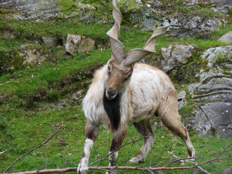 a goat standing on a lush green hillside