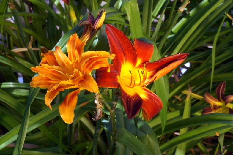 a couple of very pretty orange and yellow flowers