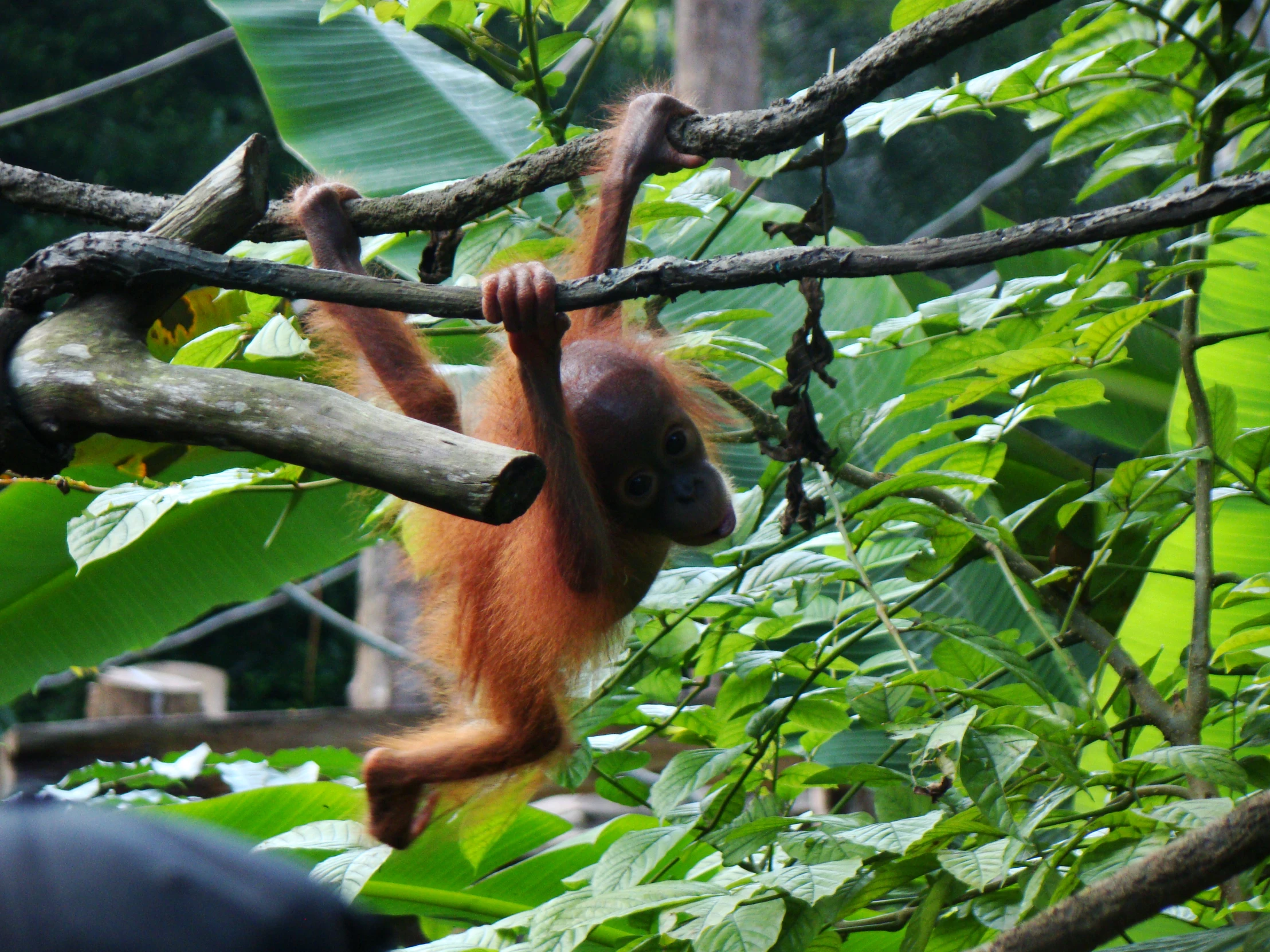 an oranguel hanging from a tree nch