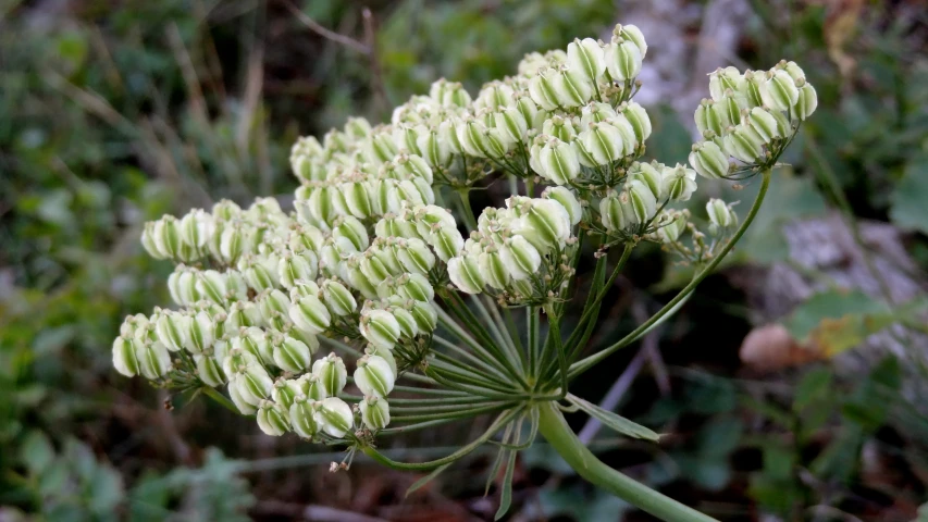 small flowers on a thin stem in a forest