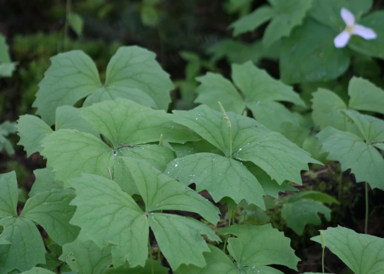 leaves with a pink flower in the distance