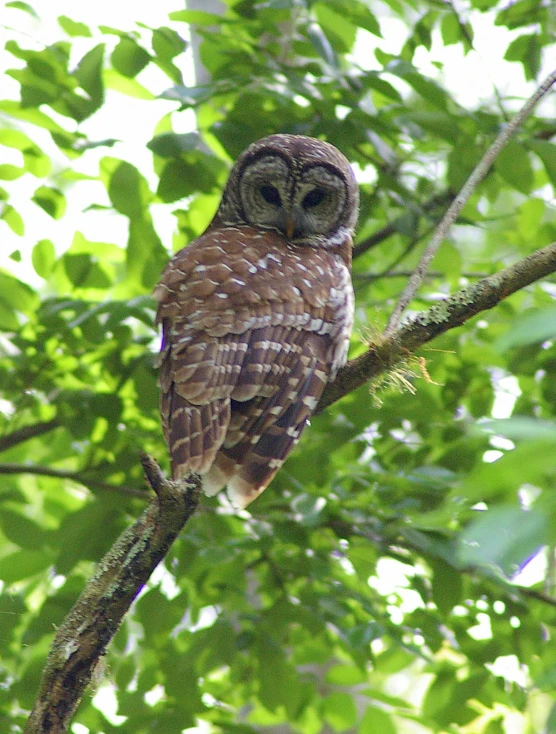 the barred owl is perched on a nch of a tree