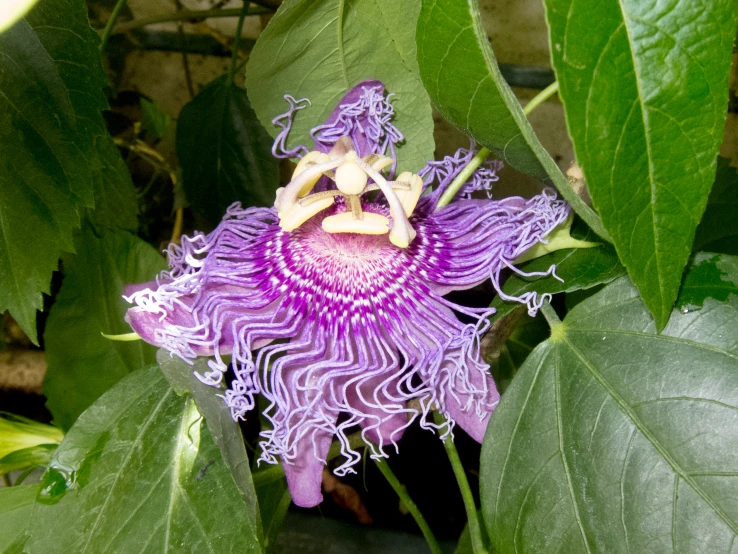 a purple flower with green leaves behind it