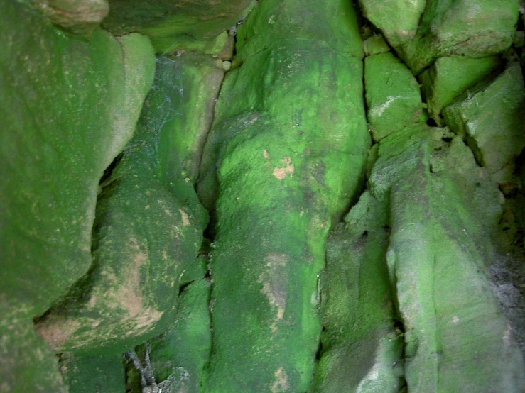 a large collection of green vegetation on display