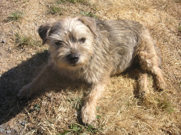 an adorable little gy dog lying on top of dry grass
