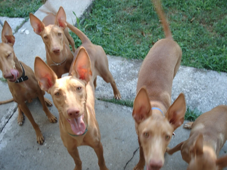 several brown dogs with collars on, on the sidewalk