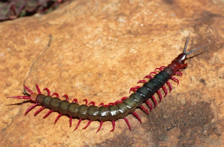 a green, red and black caterpillar sitting on a rock