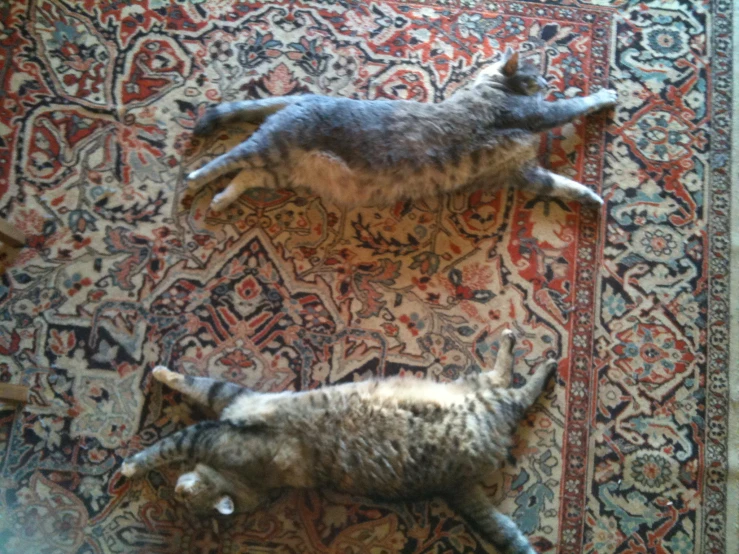 two cats are on a rug looking up and down