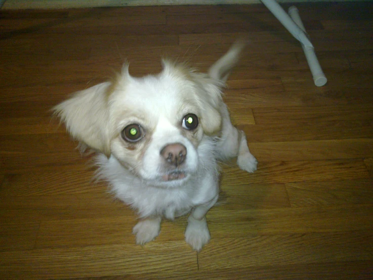 the dog is posing for the camera while sitting